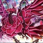 Rose Dragon